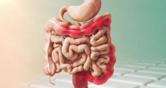 Gastro Entero Hepato (GEH)