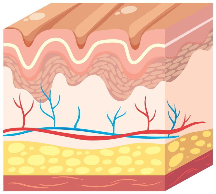 Dermatology (Osce)